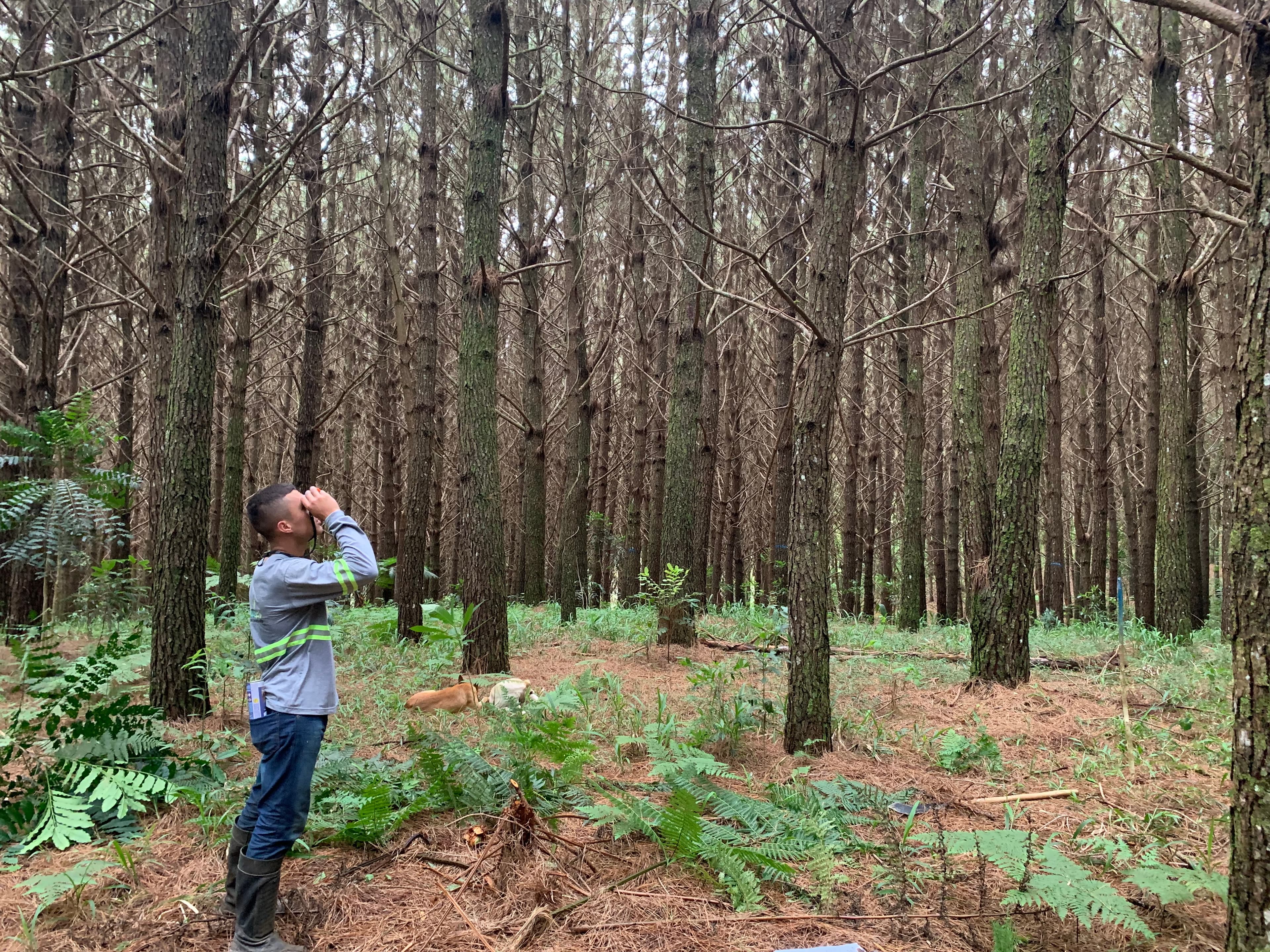 Inventário florestal de espécies exóticas