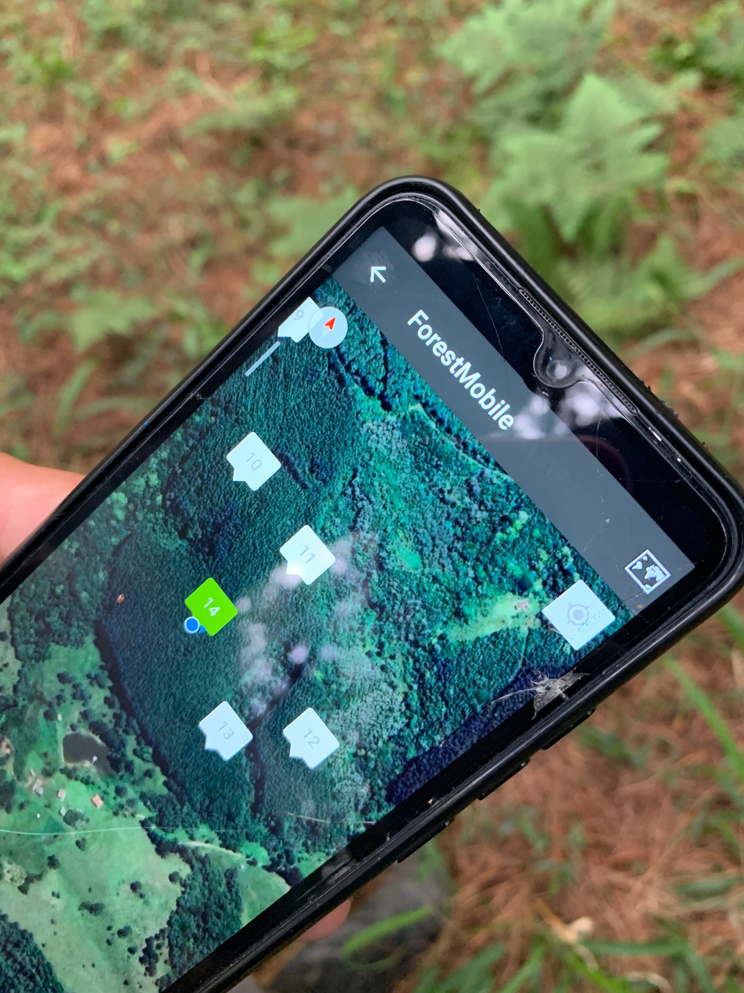 Inventário florestal de espécies nativas - Imagem 1