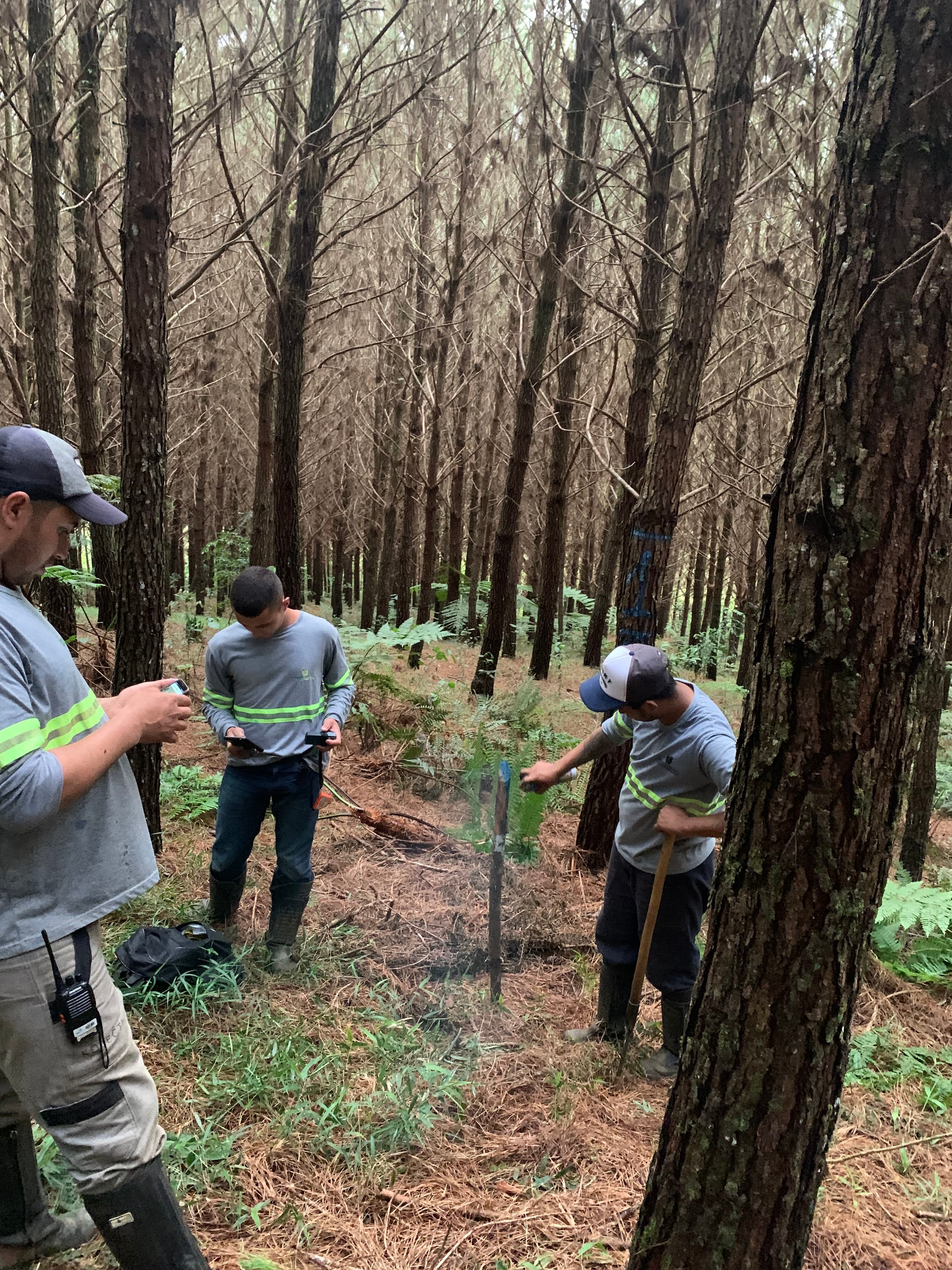 Inventário florestal de espécies nativas - Imagem 3