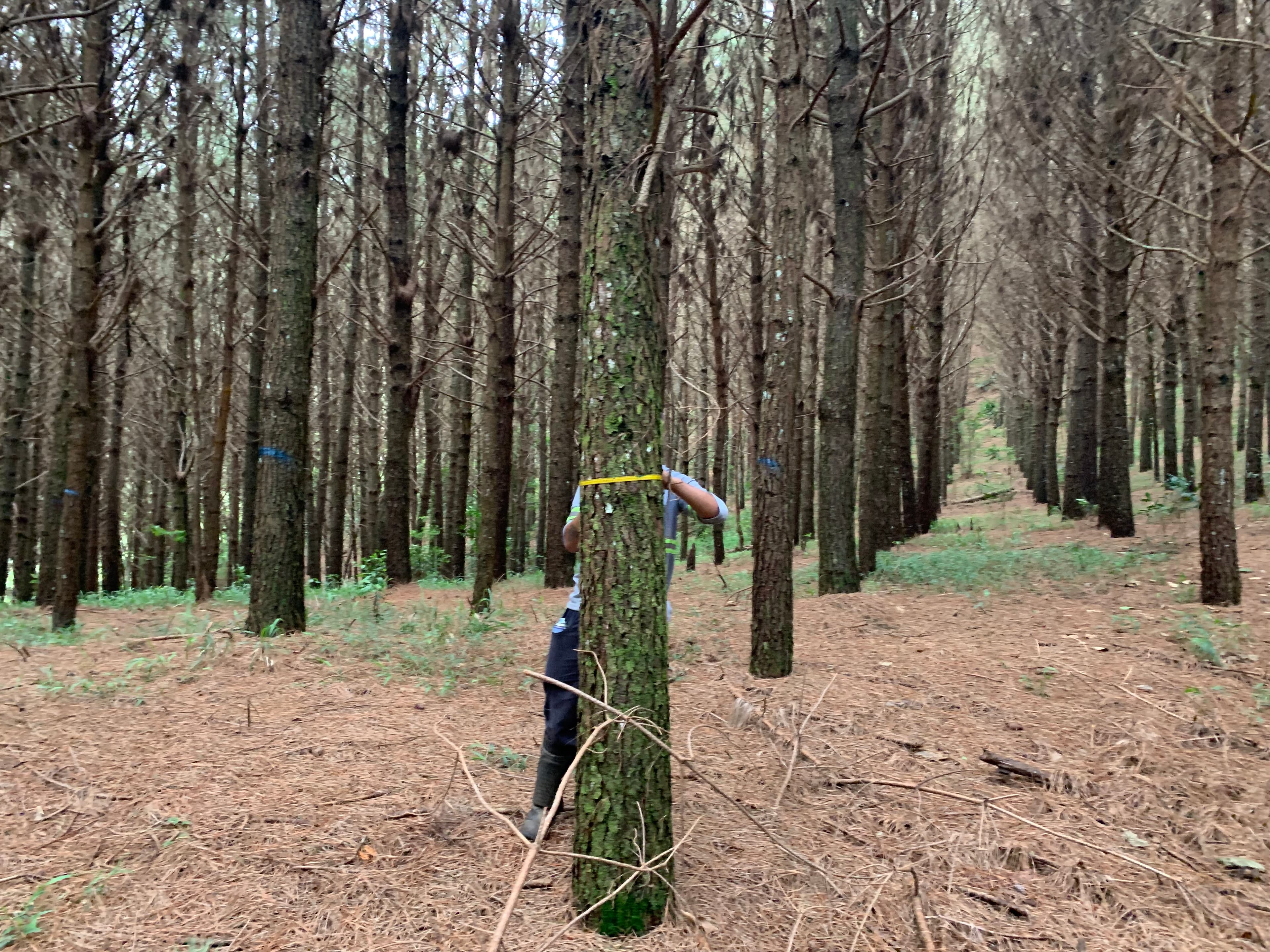 Inventário florestal de espécies nativas - Imagem 4