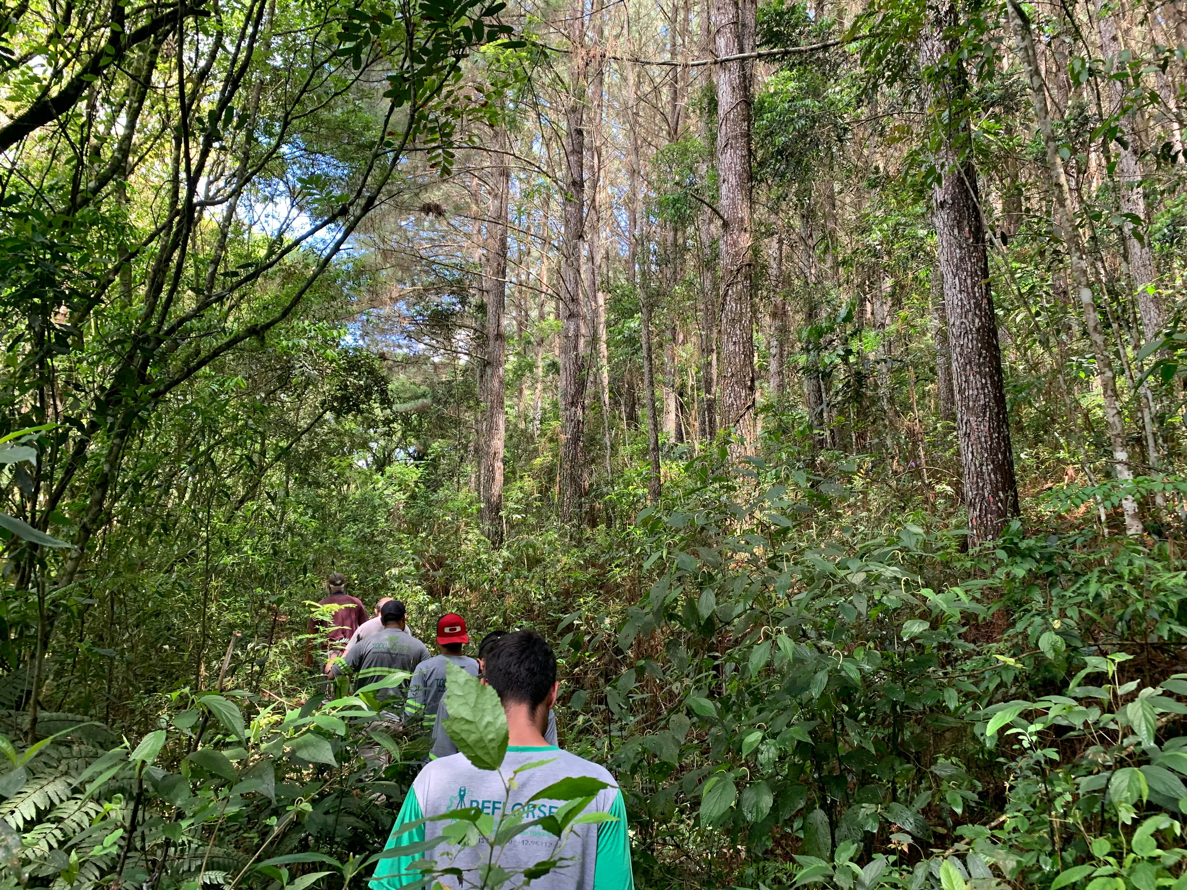 Inventário florestal de espécies nativas - Imagem 5