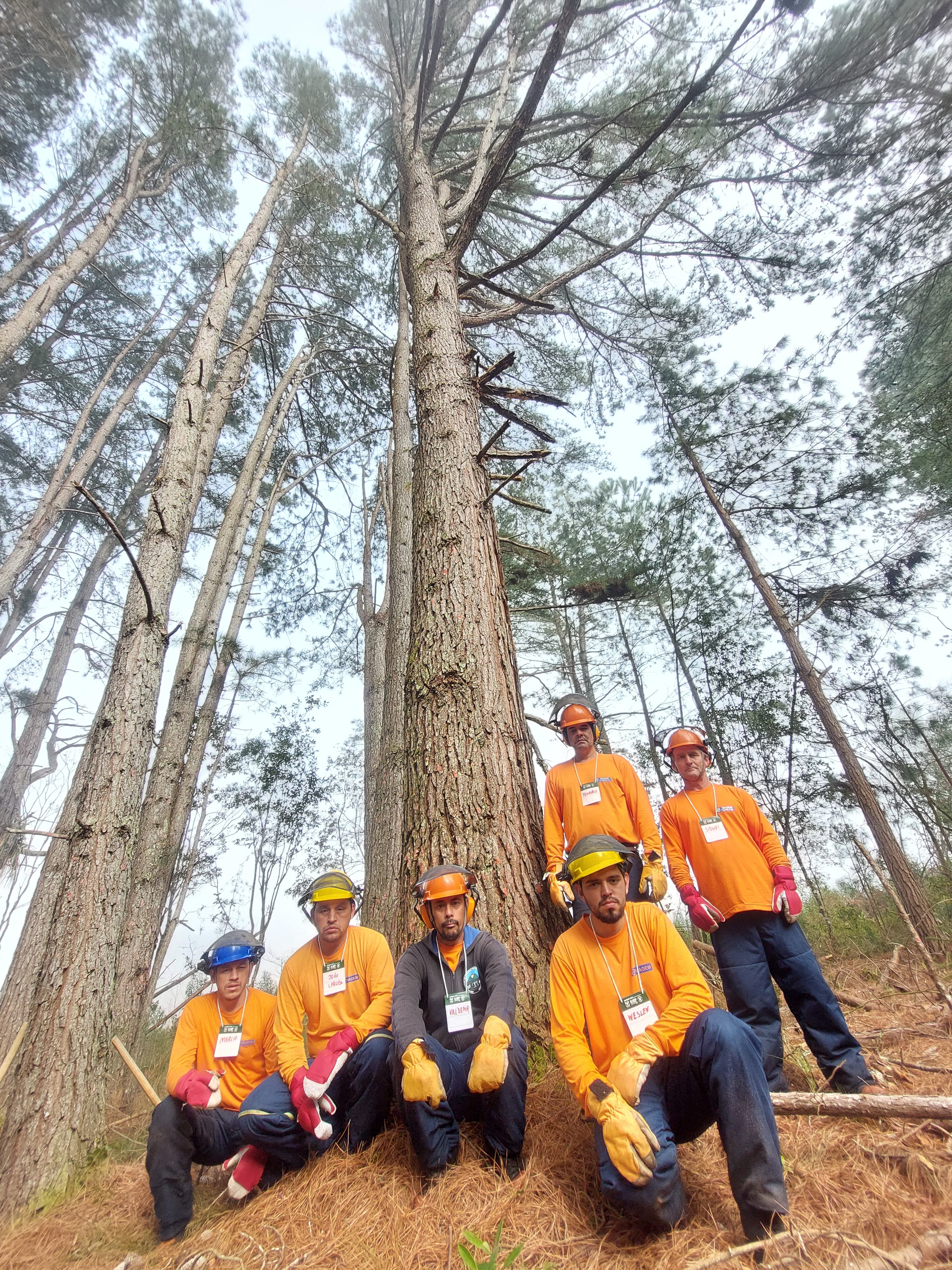 Operação e manutenção de motosserra - Imagem 2