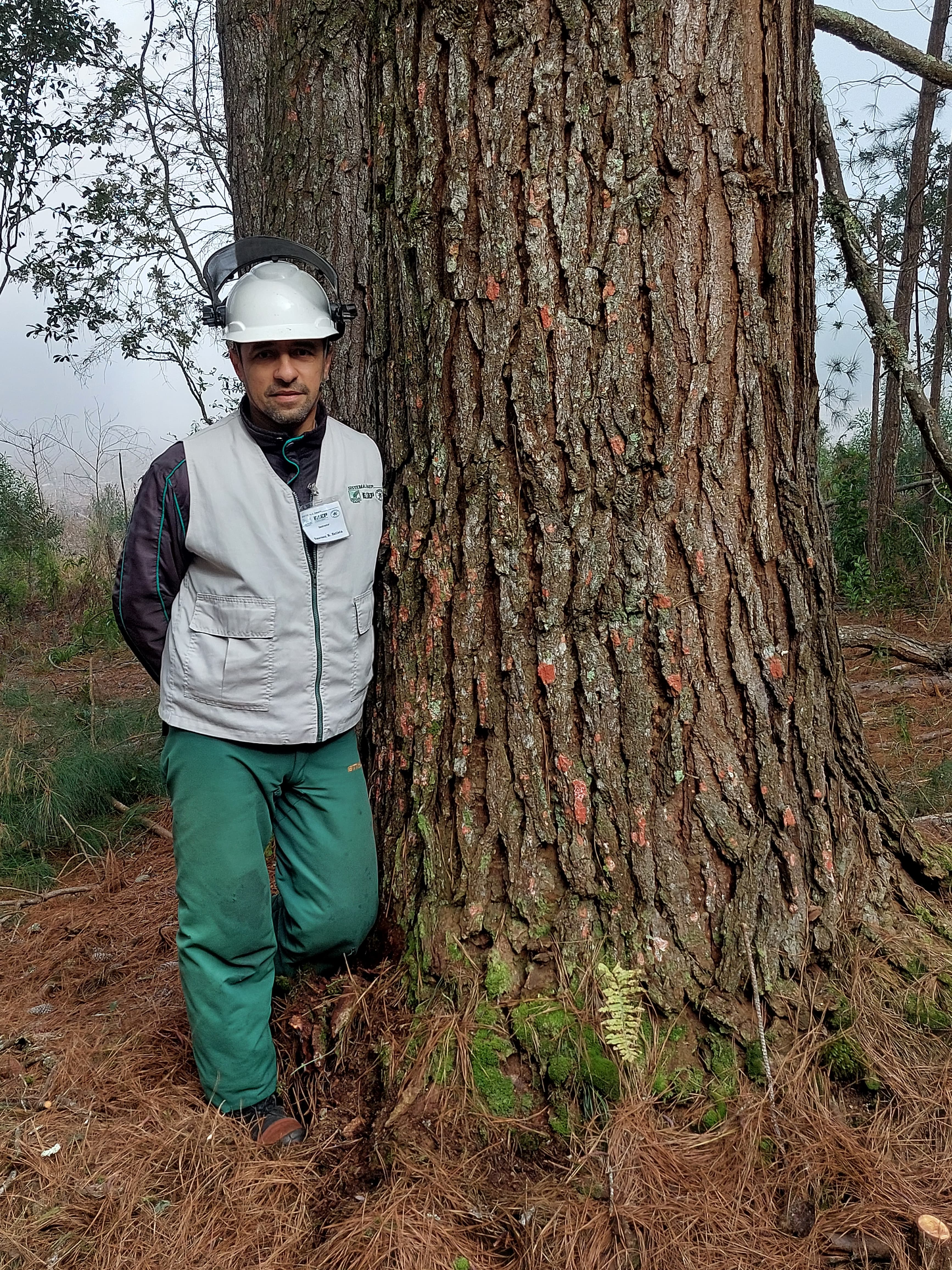 Operação e manutenção de motosserra - Imagem 3